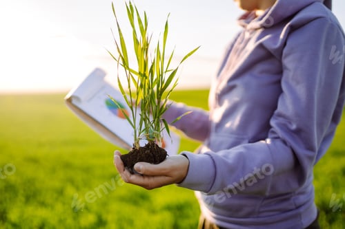 Preview: Hand of expert farmer collect soil and checking soil health before growth a seed of vegetable.