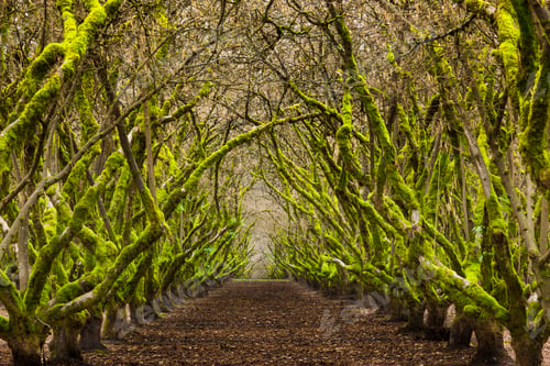 Preview: Overgrown orchard, Oregon, USA
