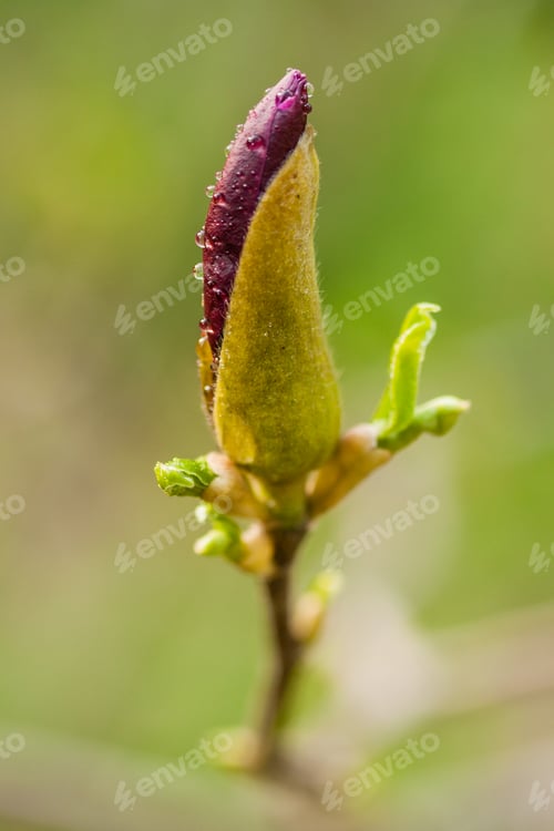 Preview: Macro Magnolia bud covered with drops