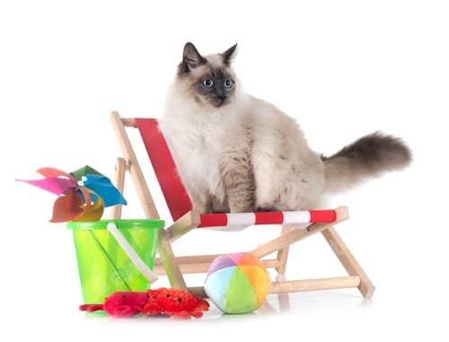 Preview: siberian cat in studio