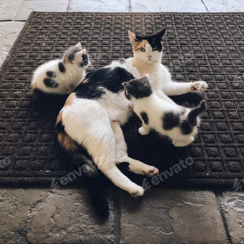 Preview: Baby kittens playing with their mama after nursing