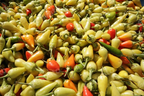 Preview: red and yellow chillis