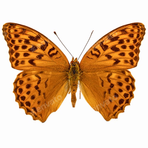 Preview: Silver-washed fritillary