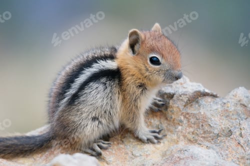 Preview: Closeup of a young Golden Mantled Squirrel on rock