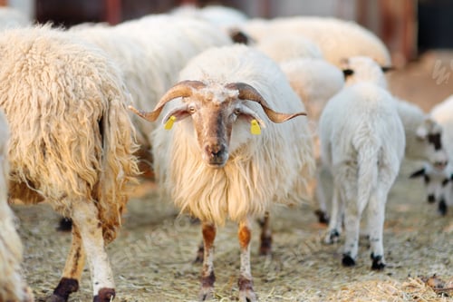 Preview: Sheeps with a tags on ears in corral on the farm