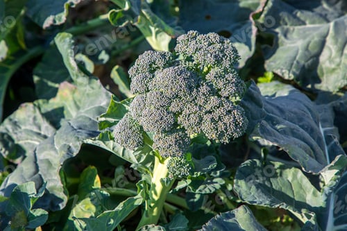 Preview: Natural broccoli grown field in Izmir - Menemen - Emiralem plain