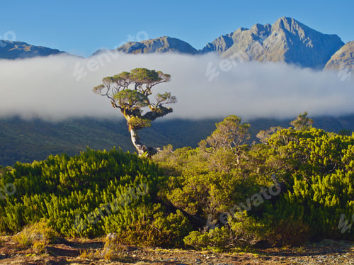 Preview: Solitary tree with mountain backdrop