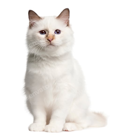 Preview: Birman kitten, 4 months old, sitting in front of white background