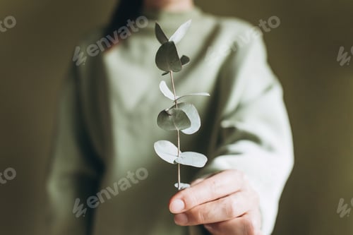 Preview: The woman holds a branch of eucalyptus in her hands