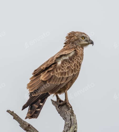 Preview: Closeup shot of a Beaudouin's snake eagle standing on wood at daylight