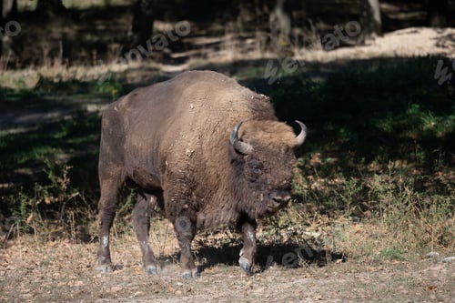 Preview: Majestic bison walking in a lush green forest area