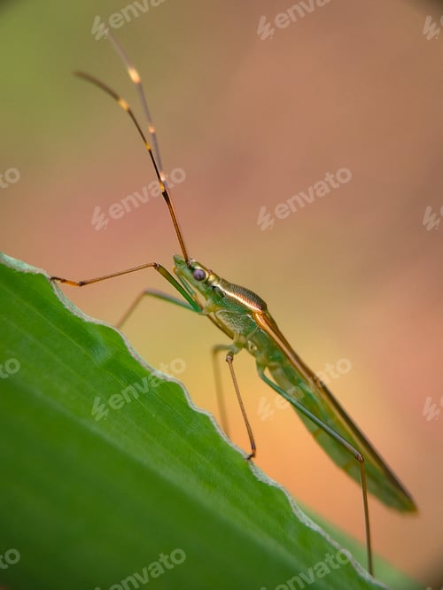 Preview: Rice earhead bug, nature background photo