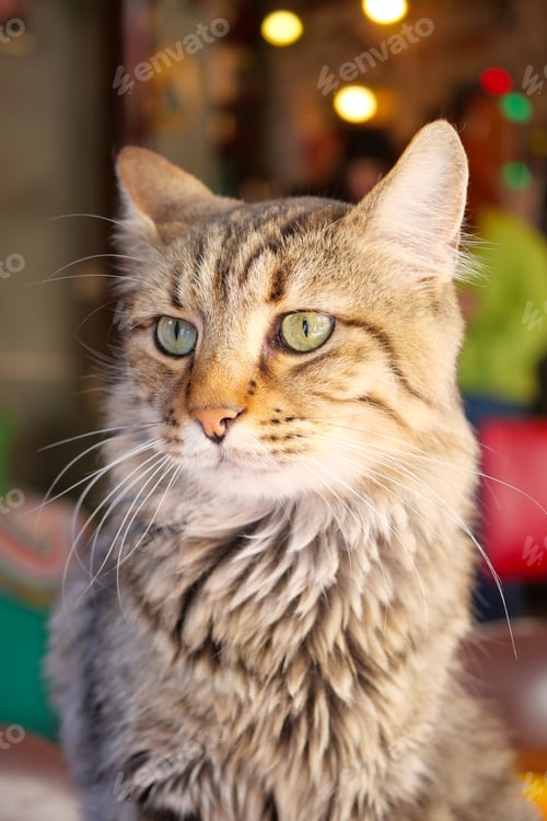 Preview: A Beautiful Tabby Cat featuring Striking Green Eyes poses in a Cozy and Inviting Atmosphere