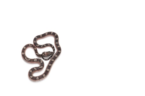 Preview: Corn snake isolated on white background