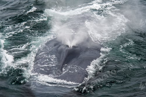 Preview: Closeup of the blowing blue whale on the water surface.