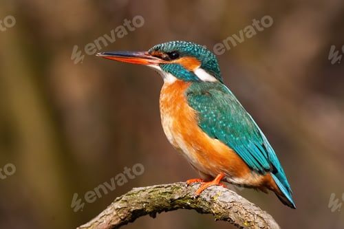Preview: Lovely common kingfisher female sitting on a twig from profile at sunrise