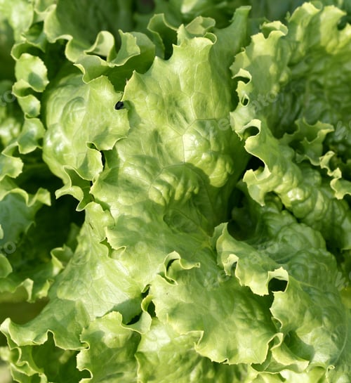 Preview: Organic lettuce, fresh produce