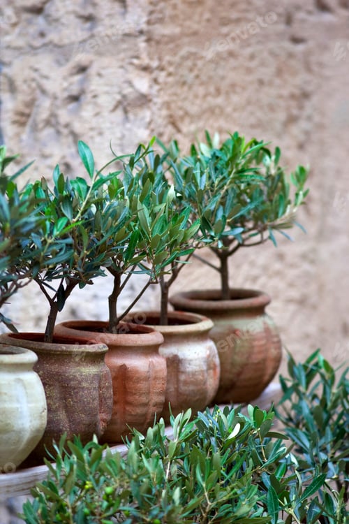 Preview: Olive Trees in Pots Against a Textured Wall
