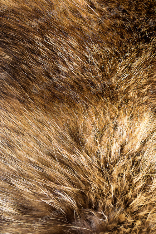 Preview: Background closeup of fluffy fox fur texture