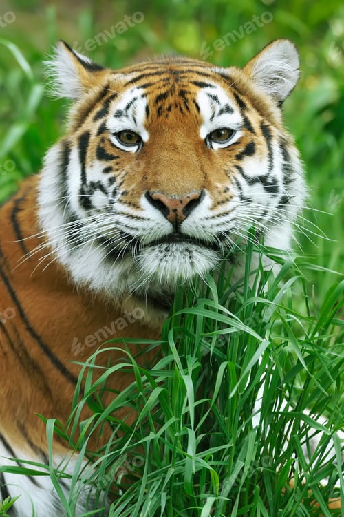 Preview: Tiger