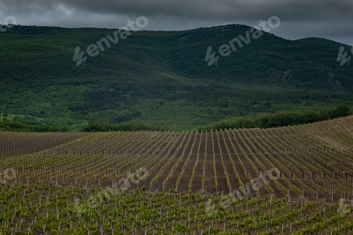 Preview: green spring vine yards landscape in cloudy weather