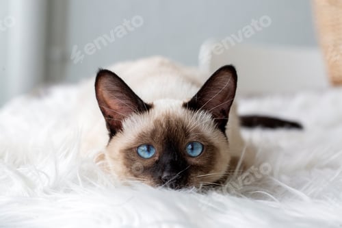 Preview: Cute kitten siamese cat indoor