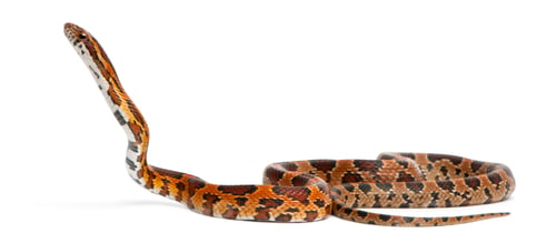 Preview: Scaleless Corn Snake, Pantherophis Guttatus, in front of white background