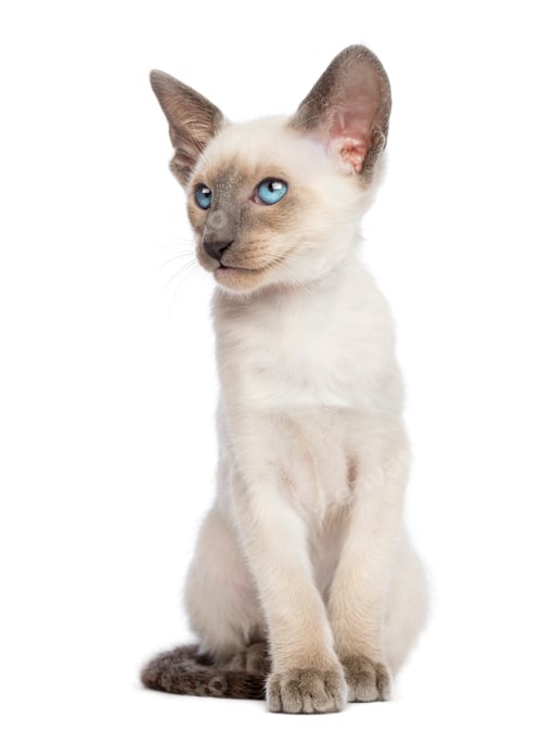 Preview: Oriental Shorthair kitten, 9 weeks old, sitting and looking away against white background