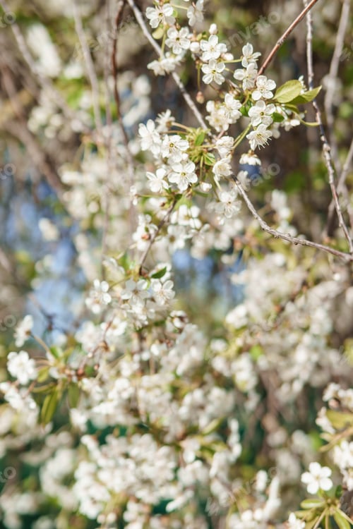 Preview: Blooming cherry branches with white flowers close-up, background of spring nature.