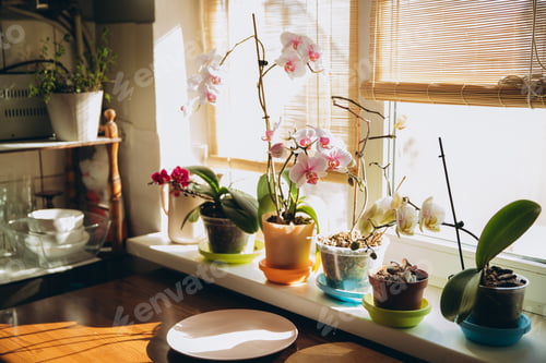 Preview: Orchids blooming on window sill in sun light