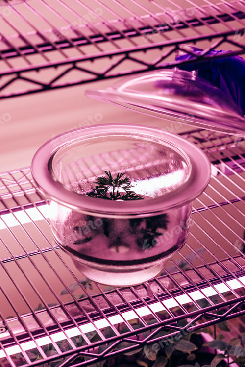 Preview: cropped image of scientist checking green branch in glass container in agro laboratory with ultra