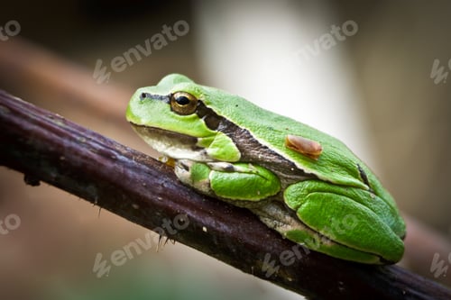 Preview: Small green frog on a twig