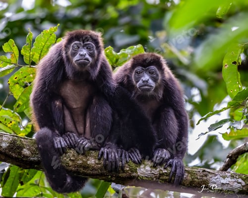 Preview: Group of howler monkeys perched atop a lush green tree branch
