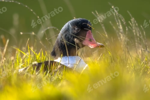 Preview: Common shelduck resting in grass