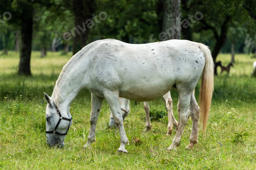 Preview: Graceful Lipizzan White Horses Grazing at Lipica Stud Farm, Slovenia