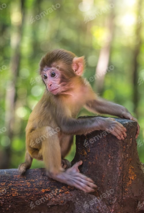 Preview: Cute baby monkey on a wooden fence