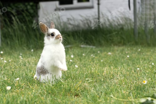 Preview: Little white rabbit in the garden on the lawn.