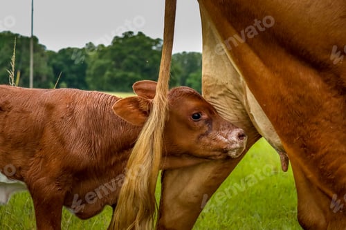 Preview: A cute little calf with milk all over her snout trying to catch breakfast on the go