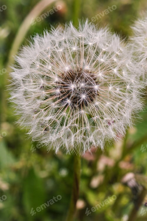 Preview: The depth of field of a dandelion photographed in close-up on a green background