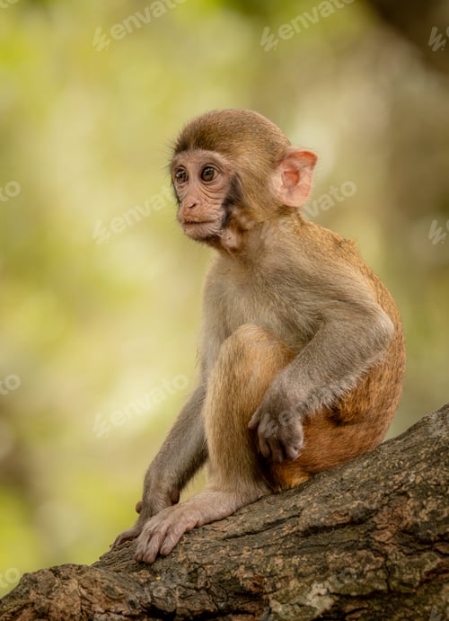 Preview: Macaques in nature. Macaques constitute a genus (Macaca) of gregarious monkeys.