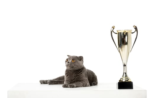 Preview: grey british shorthair cat laying near golden trophy cup isolated on white background