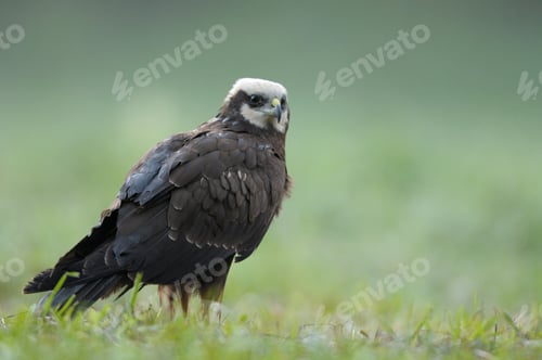 Preview: Female of the marsh harrier (Circus aeruginosus) in the mating colour on the meadow