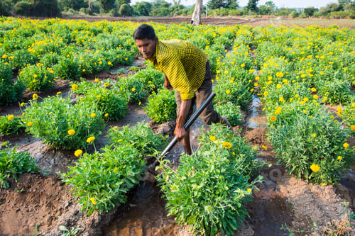 Preview: farmer working in marigold flower field, An Indian farming scene.