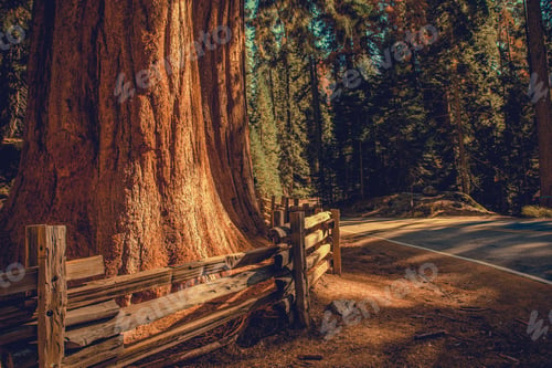 Preview: Exploring California Sequoias National Park