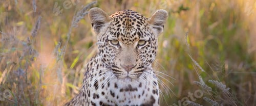 Preview: A leopard's head, Panthera pardus, direct gaze, brown and green long grass in the background