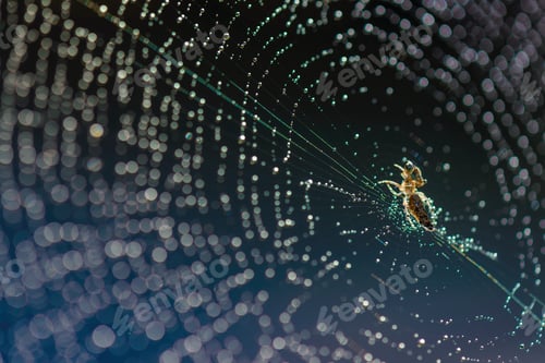 Preview: Dazzling sparkling dew on spider webs