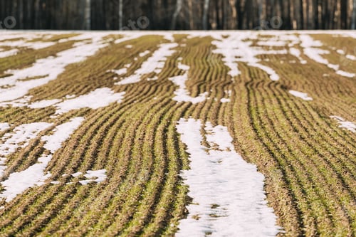 Preview: Spring Plowed Field Partly Covered Winter Melting Snow Ready For New Season. Ploughed Field In Early