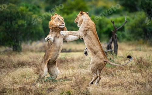 Preview: Two lions, Panthera leo, fight each other