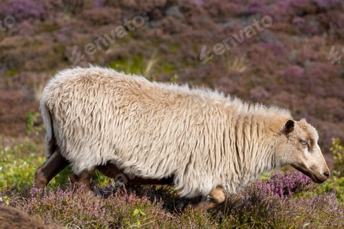 Preview: Sheep grazing in a heather field