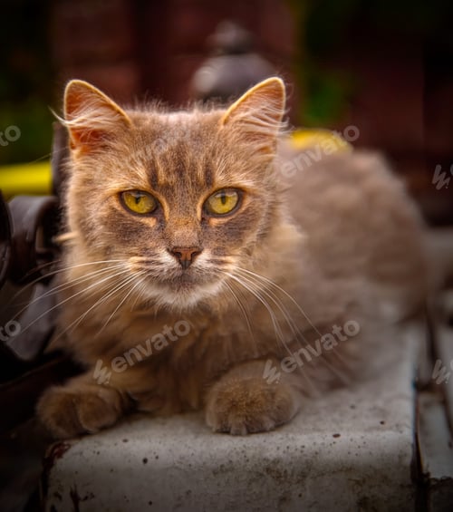 Preview: a brown and white cat sitting on top of a bench